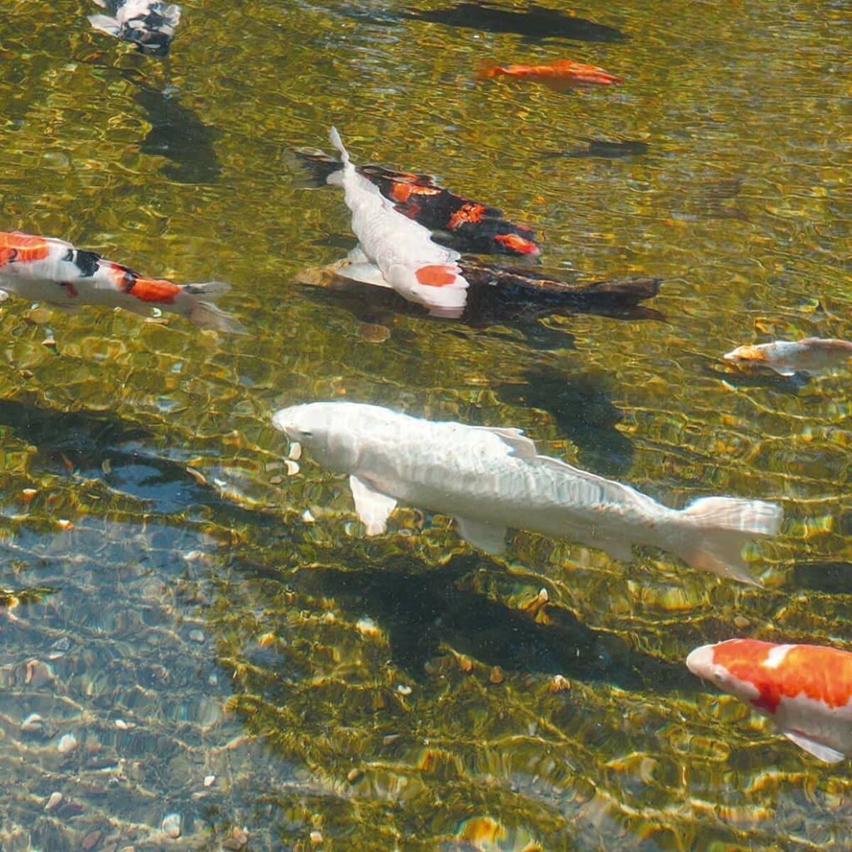 V7H80952D7688CF42E1EBA1CB467CEAC0C8R4095173P4